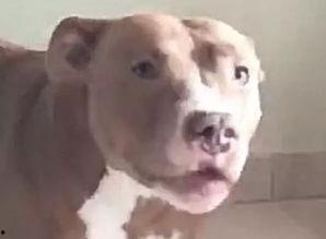 向死而生二狗爆料最新,揭秘娱乐圈不为人知的真相 第3张 向死而生二狗爆料最新,揭秘娱乐圈不为人知的真相 第3张